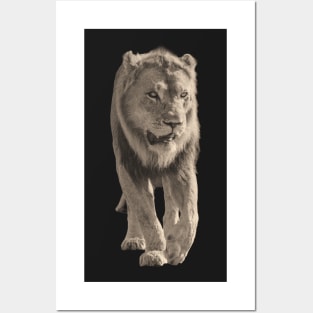 Lion Picture in Vintage Sepia Posters and Art